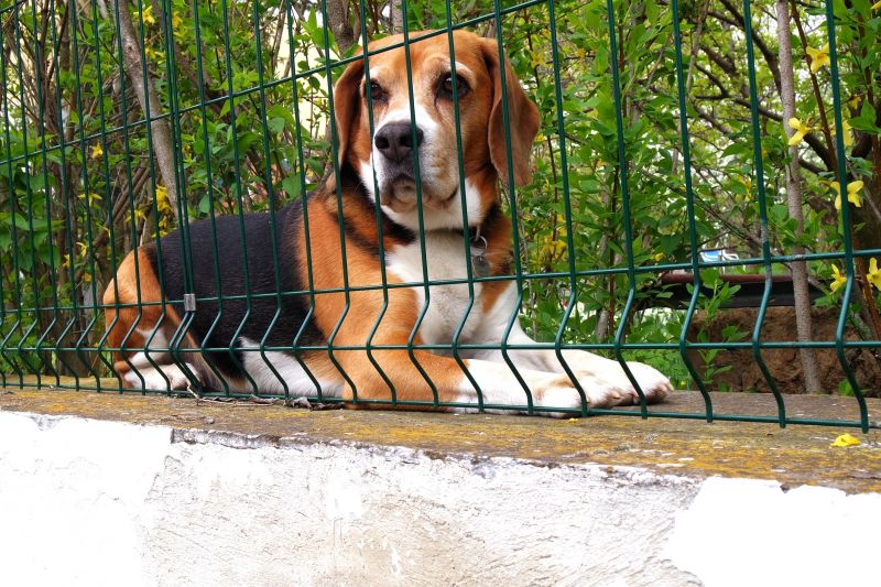 Customized Fencing Solutions